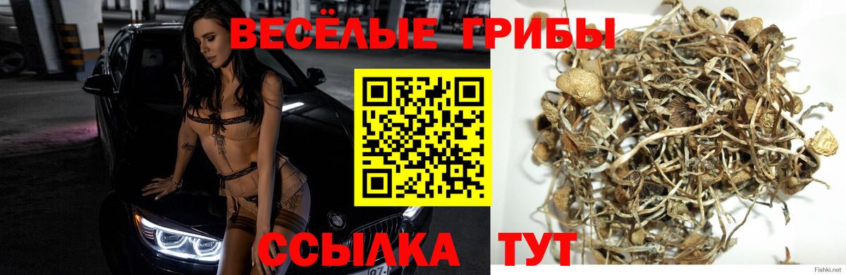 Псилоцибиновые грибы Psilocybe Каменск-Шахтинский
